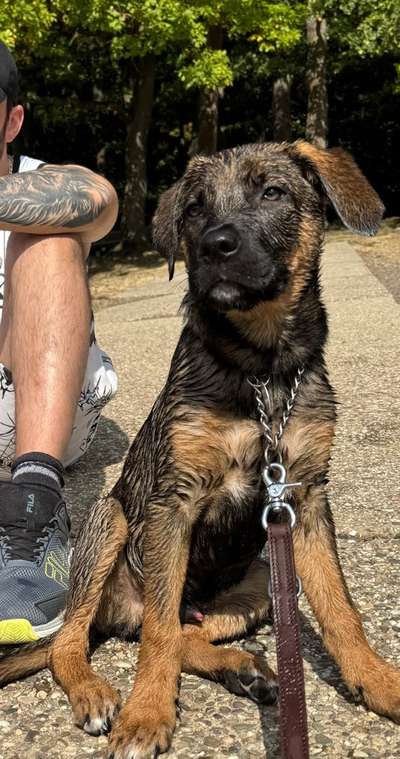 Hundetreffen-Welpen/Junghund Treffen-Bild