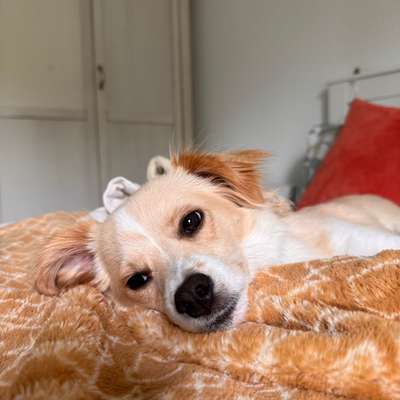 Hundetreffen-Spielfreunde gesucht 🥰🐾-Bild