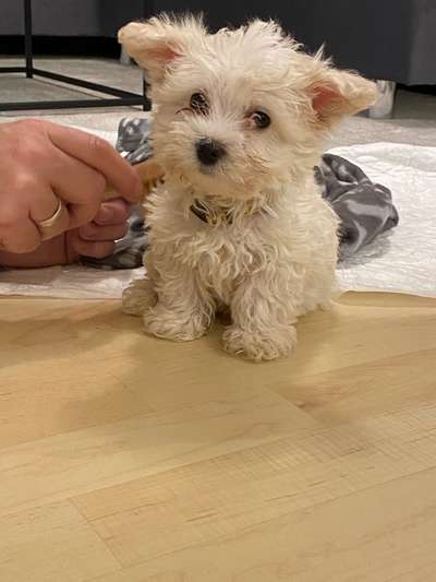 Dogorama Photo Challenge - Hundeblick zum hinschmelzen-Beitrag-Bild