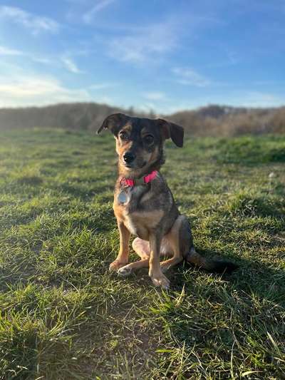 Auslandstierschutz-Beitrag-Bild