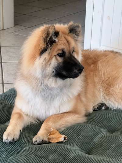 Eurasier hier?-Beitrag-Bild