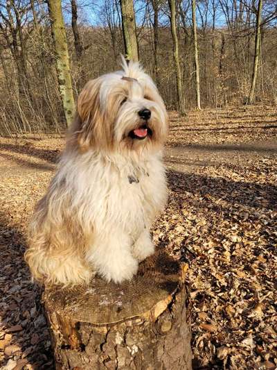 Tibet Terrier-Beitrag-Bild