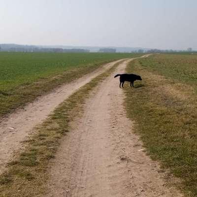 Hundetreffen-Gassirunde Demmin und Umgebung-Bild