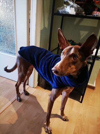 Podencomischling oder Podenco-Beitrag-Bild