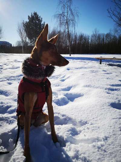 Die Dogorama Kalender Challenge Teil 2/4-Beitrag-Bild