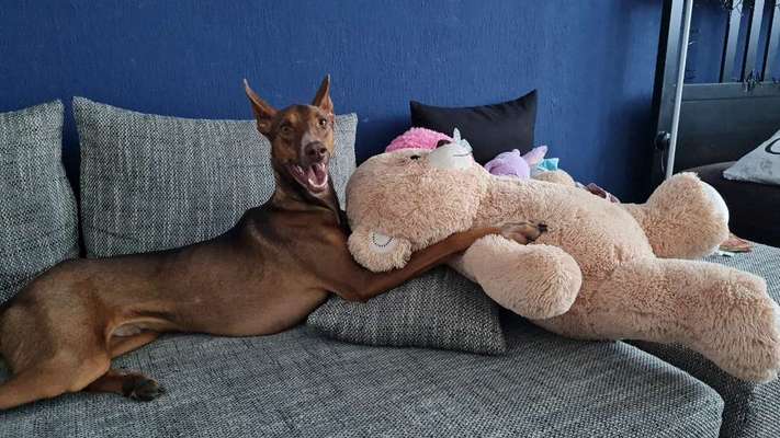 Windhunde - Treffen der besonderen Schönheiten
HERZLICH WILLKOMMEN-Beitrag-Bild