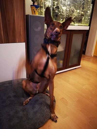 Die Dogorama-Wochen-Challenge "Die schönste Grimasse"-Beitrag-Bild