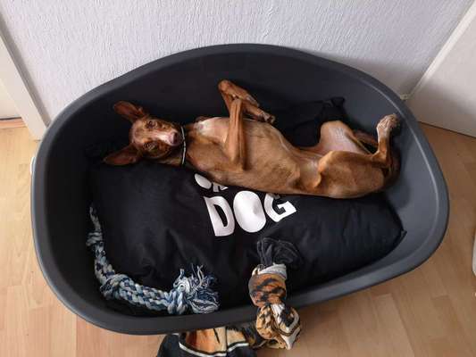 Podencomischling oder Podenco-Beitrag-Bild