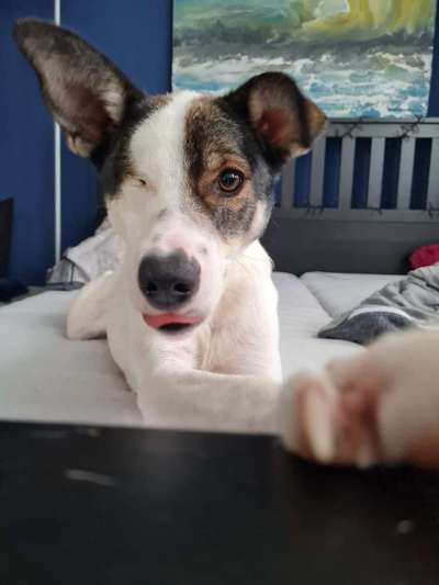 Windhunde - Treffen der besonderen Schönheiten
HERZLICH WILLKOMMEN-Beitrag-Bild