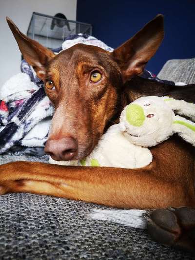 Podencomischling oder Podenco-Beitrag-Bild