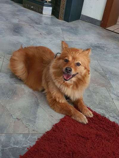 Auslandstierschutz-Beitrag-Bild