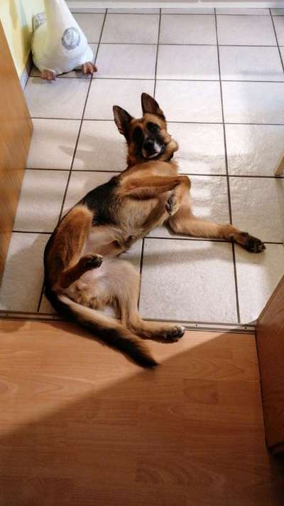 Deutsche Schäferhunde, Belgische Schäferhunde.-Beitrag-Bild