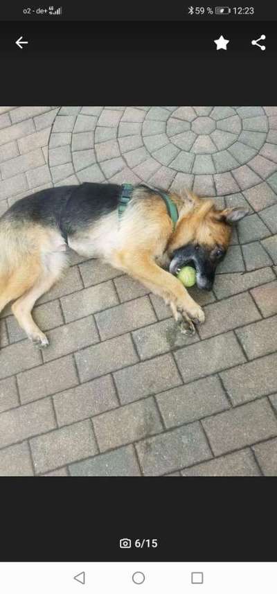 Auslandstierschutz-Beitrag-Bild