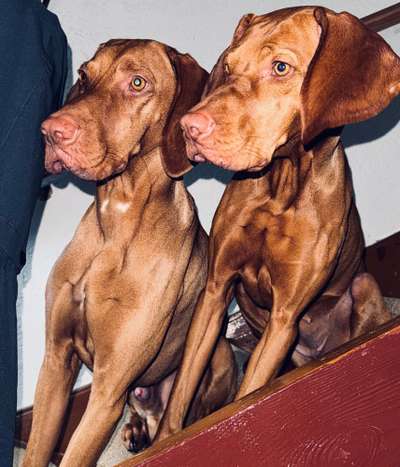Magyar Vizsla-Beitrag-Bild
