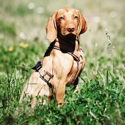 Magyar Vizsla UK-Beitrag-Bild