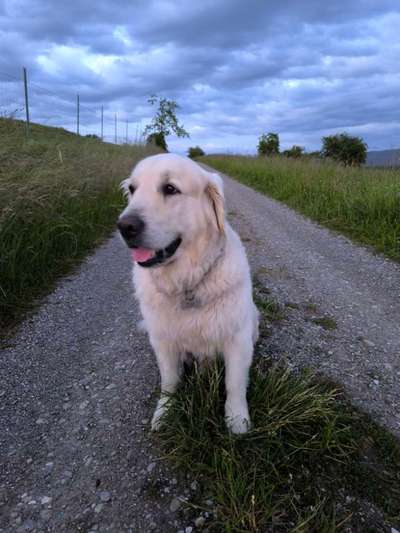 Hundetreffen-Spazieren oder Spielplausch-Bild