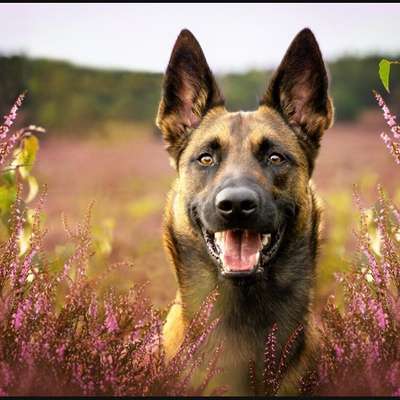 Hundetreffen-Nette Hundekumpel(inen) gesucht-Bild