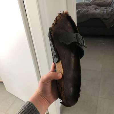 Hund nagt an Bodenleiste-Beitrag-Bild