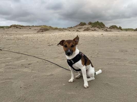 Wo sind die Jack und Parson Russell Terrier?-Beitrag-Bild