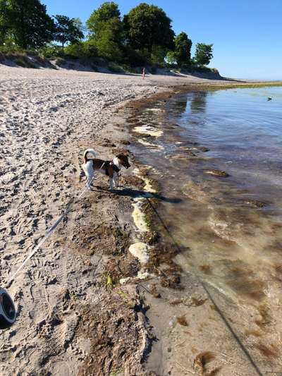 Hundeauslaufgebiet-Hundestrand Boltenhagen-Bild