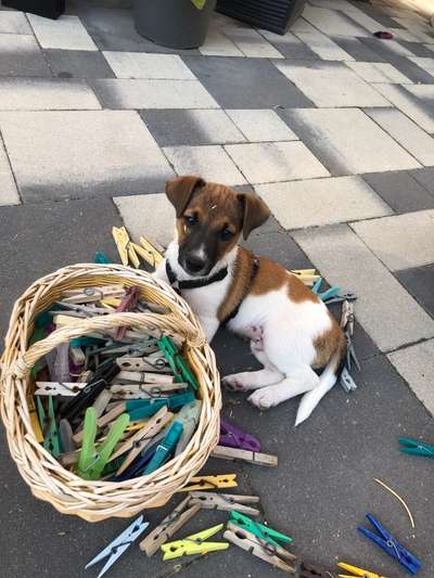 Wo sind die Jack und Parson Russell Terrier?-Beitrag-Bild