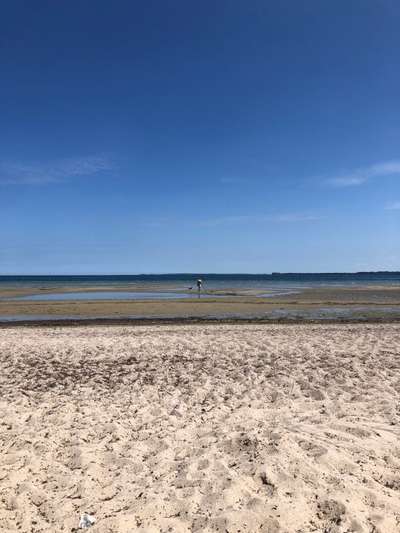 Hundeauslaufgebiet-Hundestrand Wohlenberg-Bild