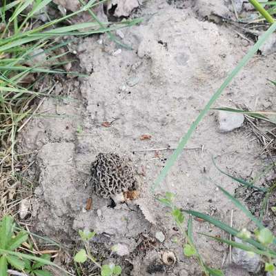 Giftköder-Pilz mit Reißzwecke und Nagel-Bild
