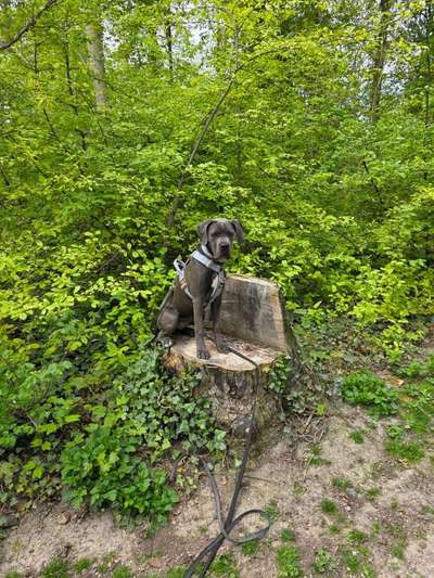 Hundetreffen-Hundebegegnungen und Spielerunden-Bild