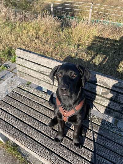 Labradorfans-Beitrag-Bild