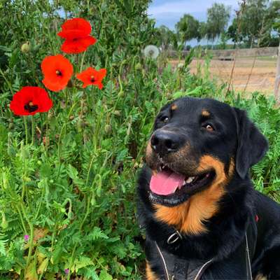 Hundetreffen-Buddy sucht Spielpartner oder Begleitung für die Gassirunde-Bild