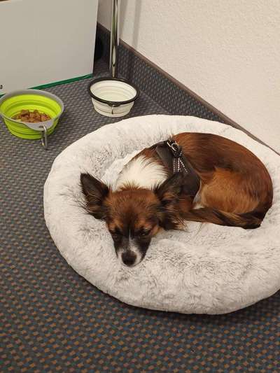 🐶 Sind Bürohunde jetzt VERBOTEN?! 😱-Beitrag-Bild