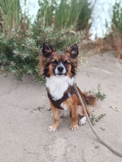 Wie kamst du zu deinem Hund?-Beitrag-Bild