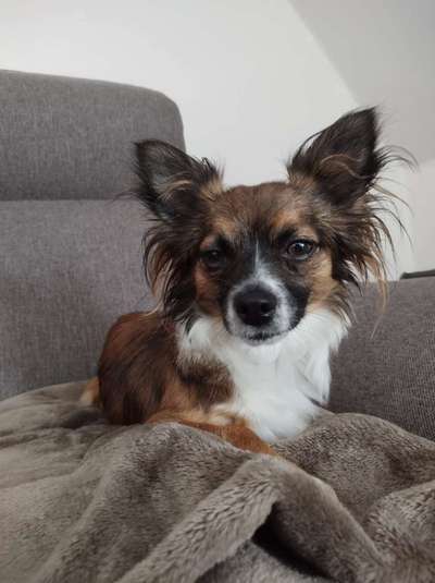 Wo sind die Chihuahua Besitzer ?-Beitrag-Bild