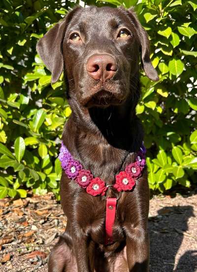 %{de_profession_title}-Blümchen Geschirr personalisiert-Bild