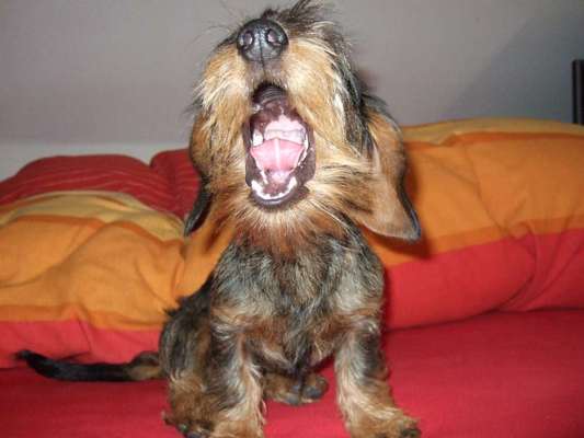 Hunde Memes-Beitrag-Bild