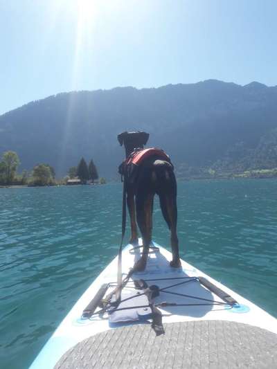 Hunde im Urlaub-Beitrag-Bild