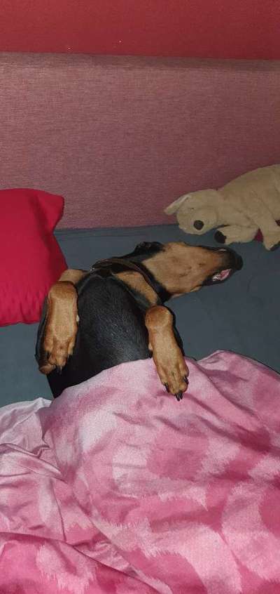 Liebhaber des Deutschen Pinscher gesucht.-Beitrag-Bild