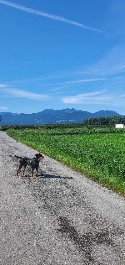 Liebhaber des Deutschen Pinscher gesucht.-Beitrag-Bild