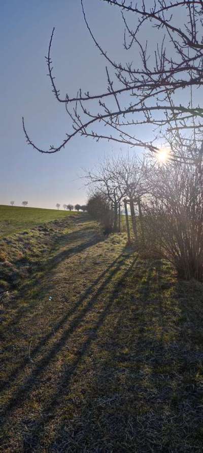 Hundeauslaufgebiet-Sommerberg-Bild