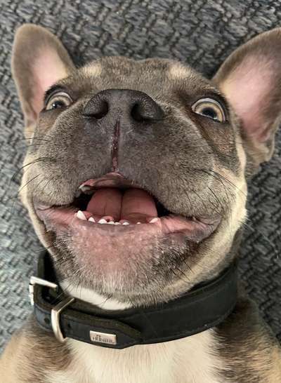 Zeigt mir die tollste Nahaufnahme von eurer Fellnase-Beitrag-Bild