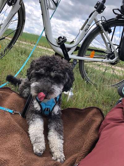 Tongue Out Tuesday-Beitrag-Bild