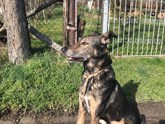 Auslandstierschutz-Beitrag-Bild