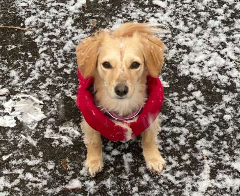 Hundetreffen-Schneespatziergang-Bild