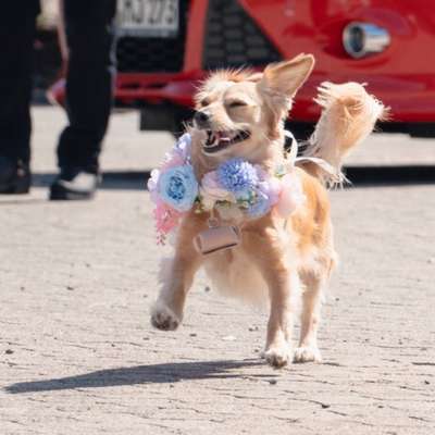 Hundetreffen-Spazieren & spielen-Bild