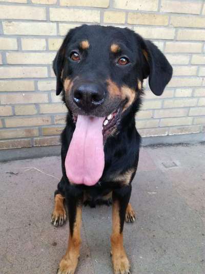 Zeige das lustigste Bild eures Hundis-Beitrag-Bild