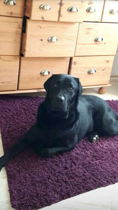 Labradorfans-Beitrag-Bild