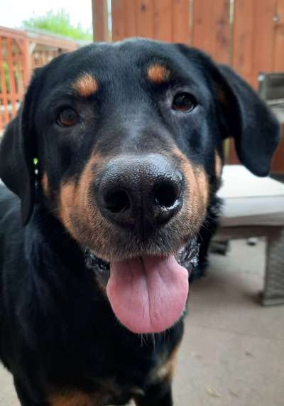 Labradorfans-Beitrag-Bild