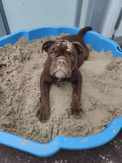 Foto's und Hundemodels-Beitrag-Bild