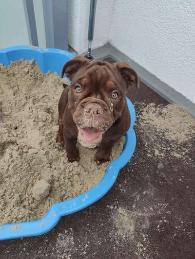 Dein Hund im Dogorama-Kalender 2021-Beitrag-Bild