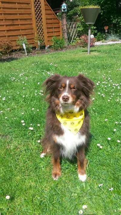 Dein Hund im Dogorama-Kalender 2021-Beitrag-Bild